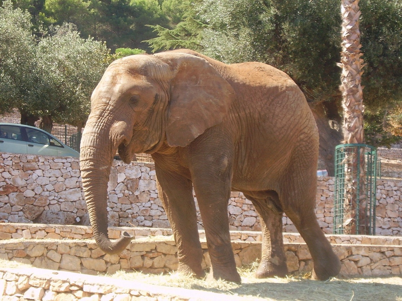Un elefante nel percorso safari dello Zoo Safari di Fasano