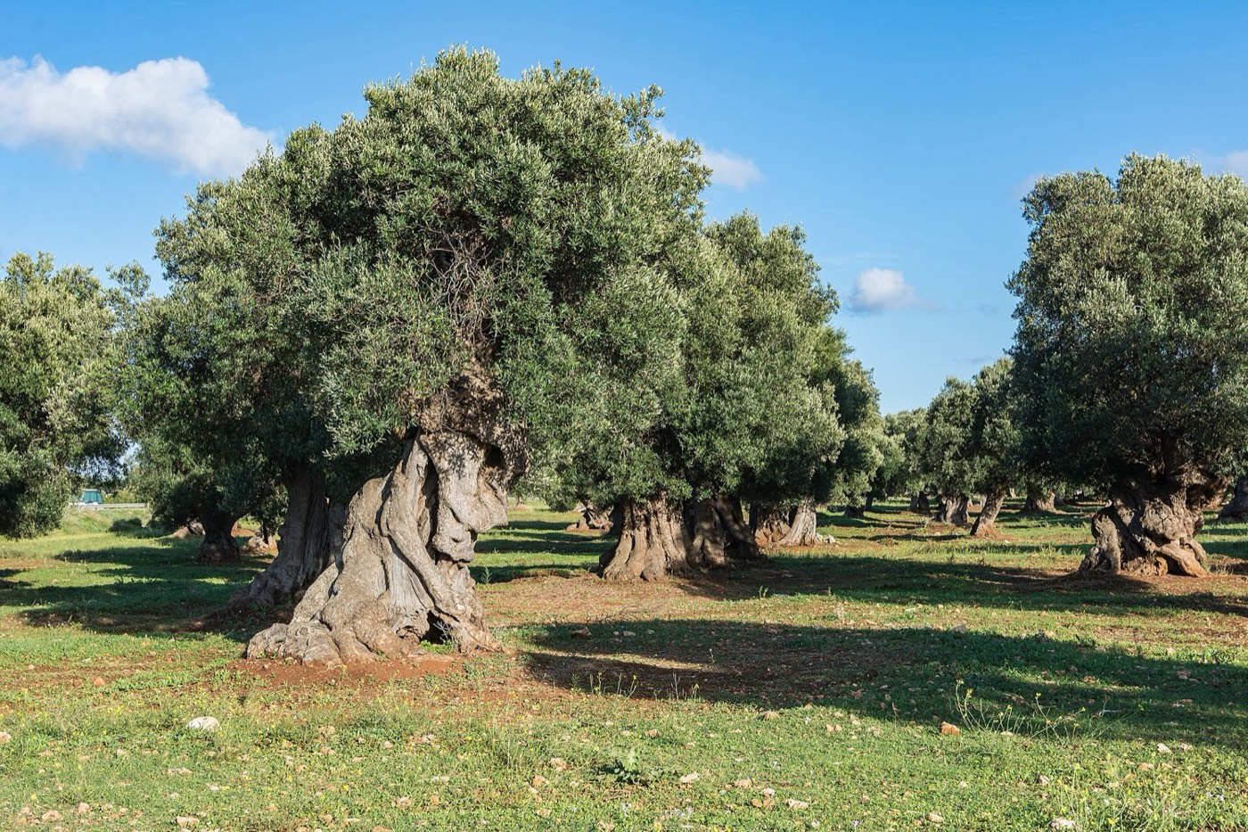 L'uliveto monumentale nella piana di Ostuni