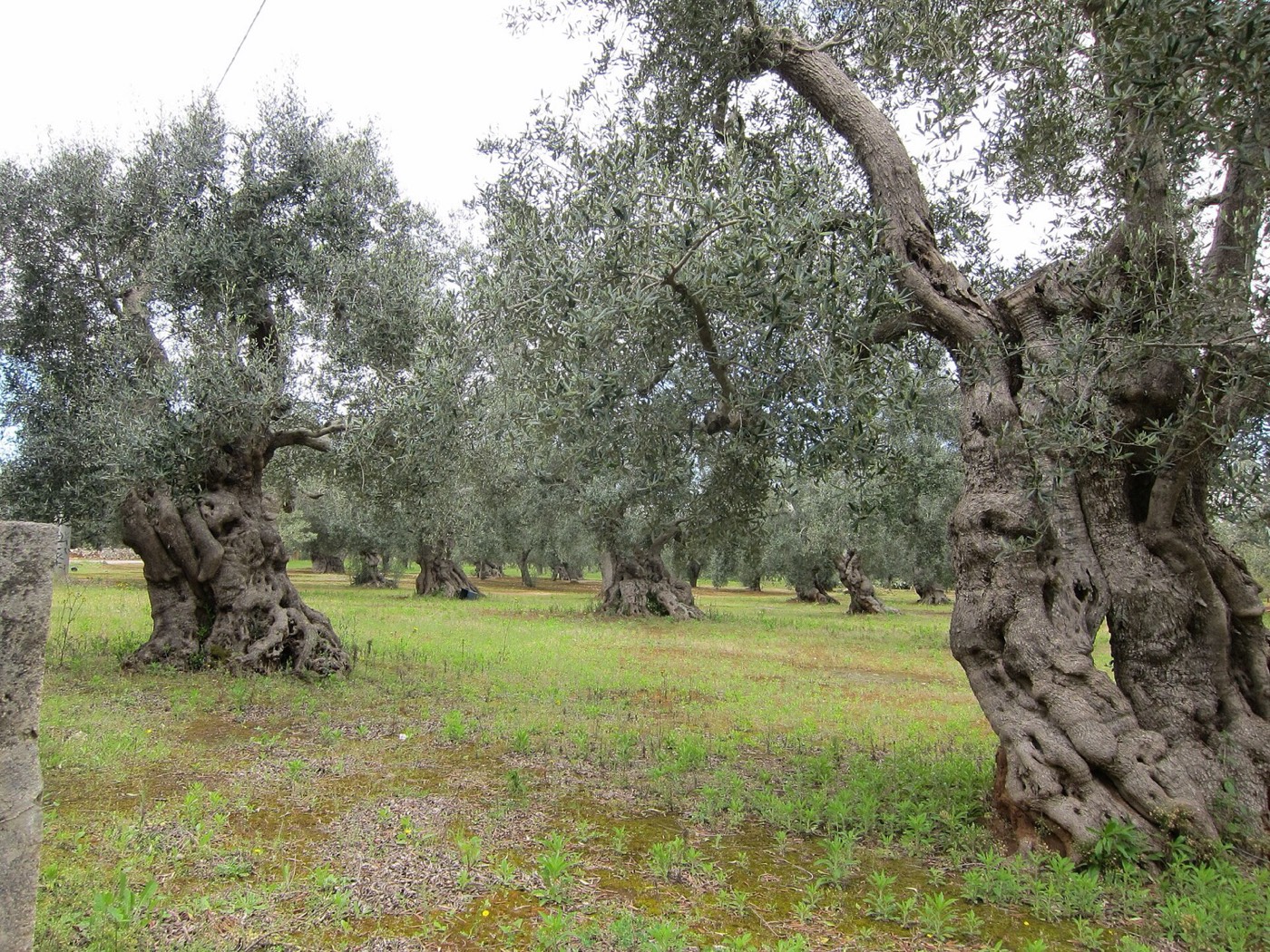 La Valle d'Itria fuori stagione: perch&eacute; conviene